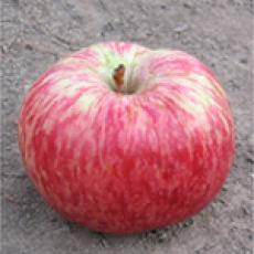 Пеструшка яблоня описание фото